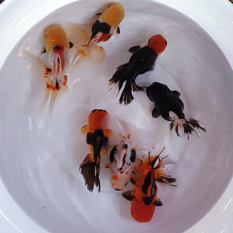 Live Fancy Goldfish Premium Select Our Choice MEDIUM SIZE BREED Special TRI Color Thai Oranda GROW UP TO 4-4.5'' BODY(CGF-038)