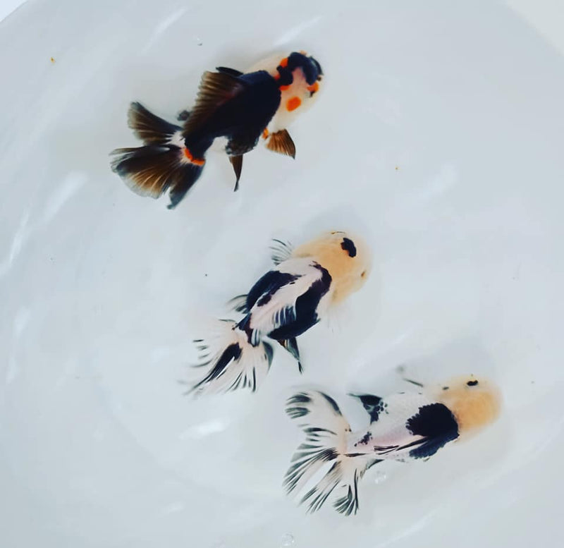 Live Fancy Goldfish Premium Select Our Choice MEDIUM SIZE BREED Special TRI Color Thai Oranda GROW UP TO 4-4.5'' BODY(CGF-038)