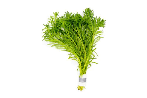 MYRIOPHYLLUM AQUATICUM (PARROT FEATHER DWF RED STEM)