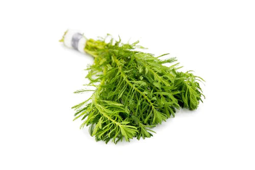 MYRIOPHYLLUM AQUATICUM (PARROT FEATHER DWF RED STEM)