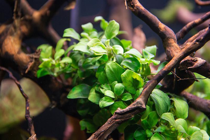 ANUBIAS BARTERI VAR NANA PETITE POT