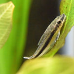 Live Freshwater Aquarium Bottom Feeder Otocinclus Catfish (Otocinclus vittatus)