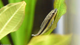 Live Freshwater Aquarium Bottom Feeder Otocinclus Catfish (Otocinclus vittatus)