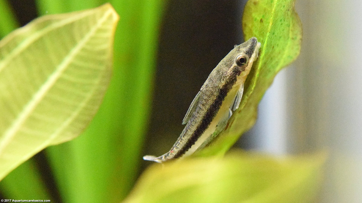 Live Freshwater Aquarium Bottom Feeder Otocinclus Catfish (Otocinclus vittatus)
