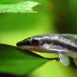 Live Freshwater Aquarium Bottom Feeder Otocinclus Catfish (Otocinclus vittatus)