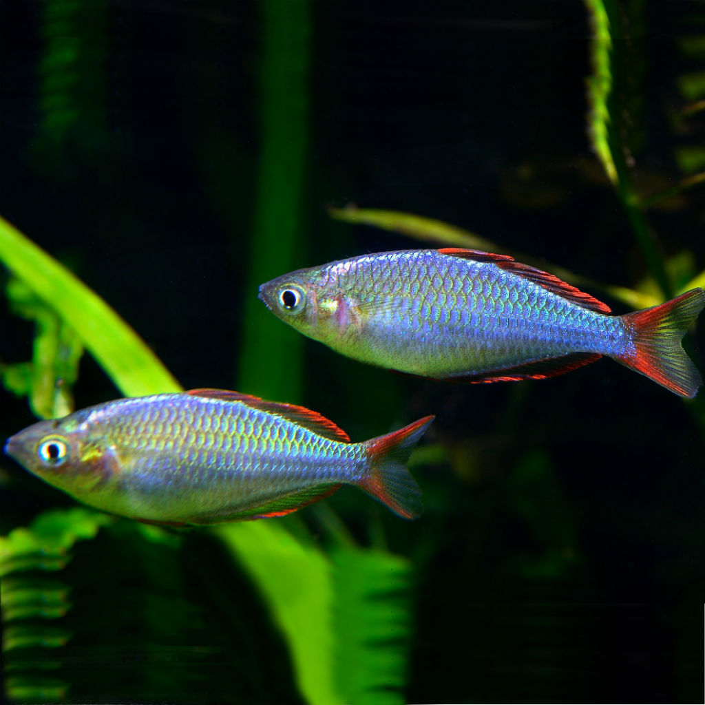 Live Tropical Freshwater Dwarf Neon Rainbow Fish (Melanotaenia praecox)