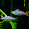 Live Tropical Freshwater Dwarf Neon Rainbow Fish (Melanotaenia praecox)