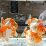 A Grade Our Choice Red/White Dragon Head Ranchu 2.50 inch Body (CGF)