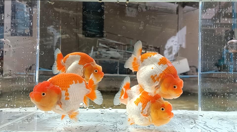 A Grade Our Choice Red/White Dragon Head Ranchu 2.50 inch Body (CGF)