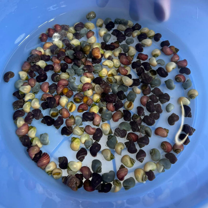 Large Golden Mystery Snails