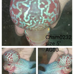 (CHAMP-232) Super Red Dragon Flowerhorn 5 inch