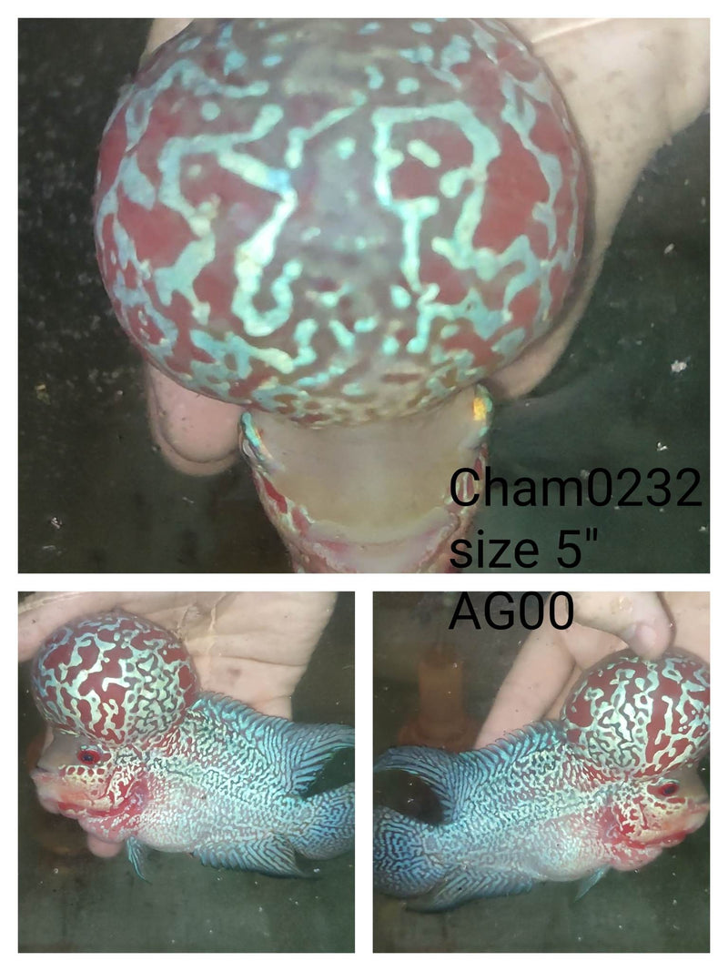 (CHAMP-232) Super Red Dragon Flowerhorn 5 inch
