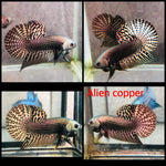 Copper Alien Male Wild Betta Our Choice (CBM-1049)