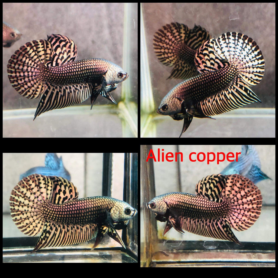 Copper Alien Male Wild Betta Our Choice (CBM-1049)