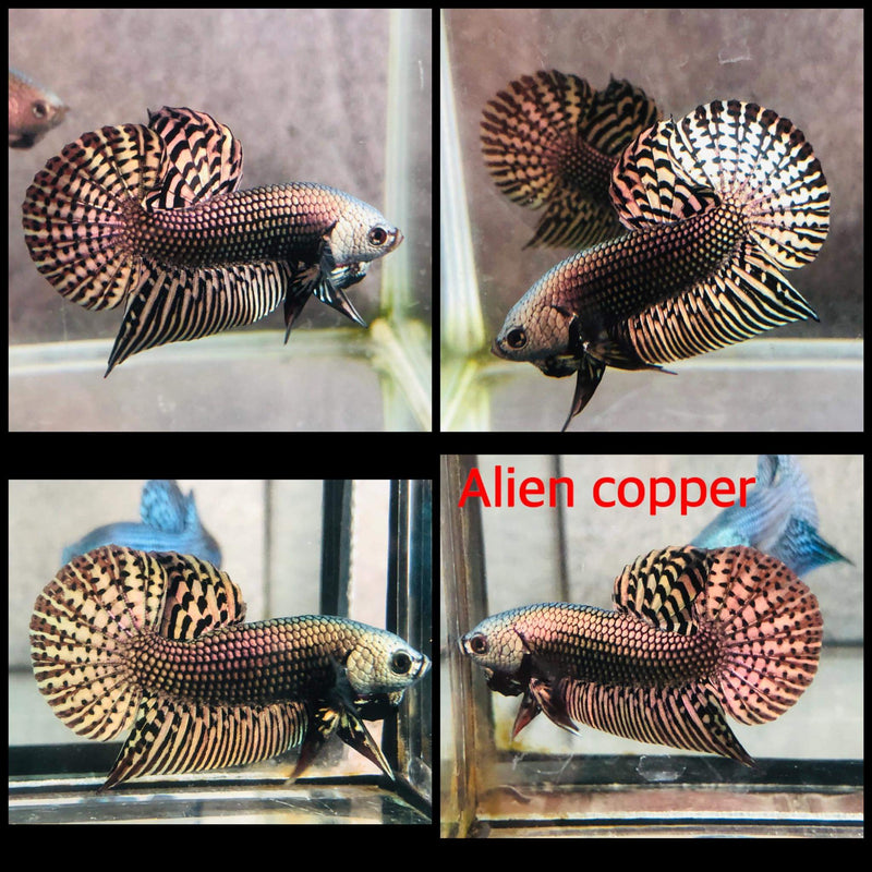 Copper Alien Male Wild Betta (CBM-1049) BUY 4 GET 1 FREE MIX & MATCH