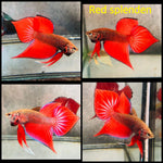 Red Splendens Male Wild Betta Our Choice (CBM-1053)