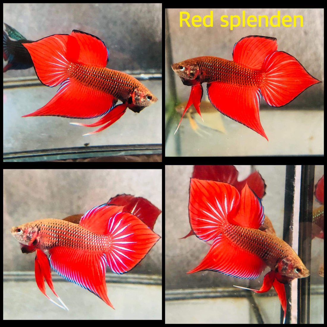 Red Splendens Male Wild Betta Our Choice (CBM-1053)