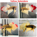 Yellow Splendens Male Wild Betta Our Choice (CBM-1054)