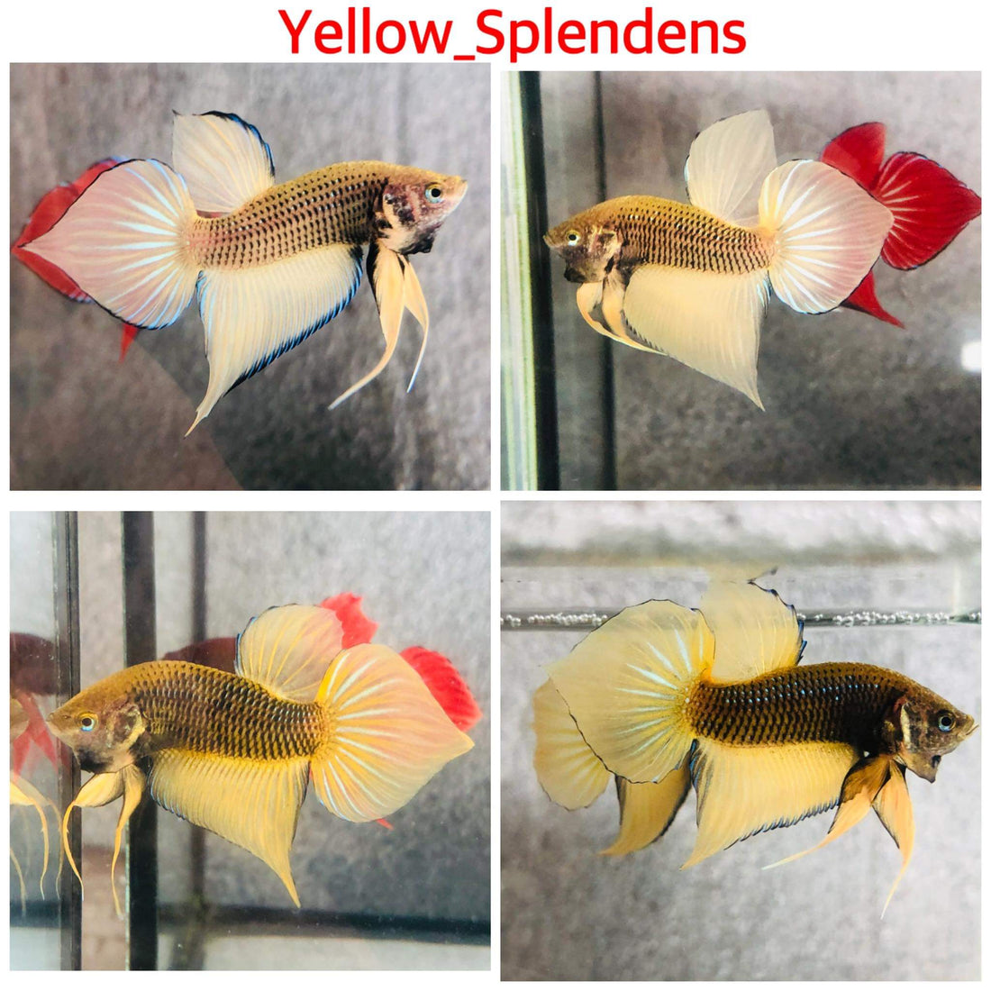 Yellow Splendens Male Wild Betta Our Choice (CBM-1054)