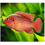 Live Freshwater Aquarium Red Balloon Jewel Cichlid(CHD-170)