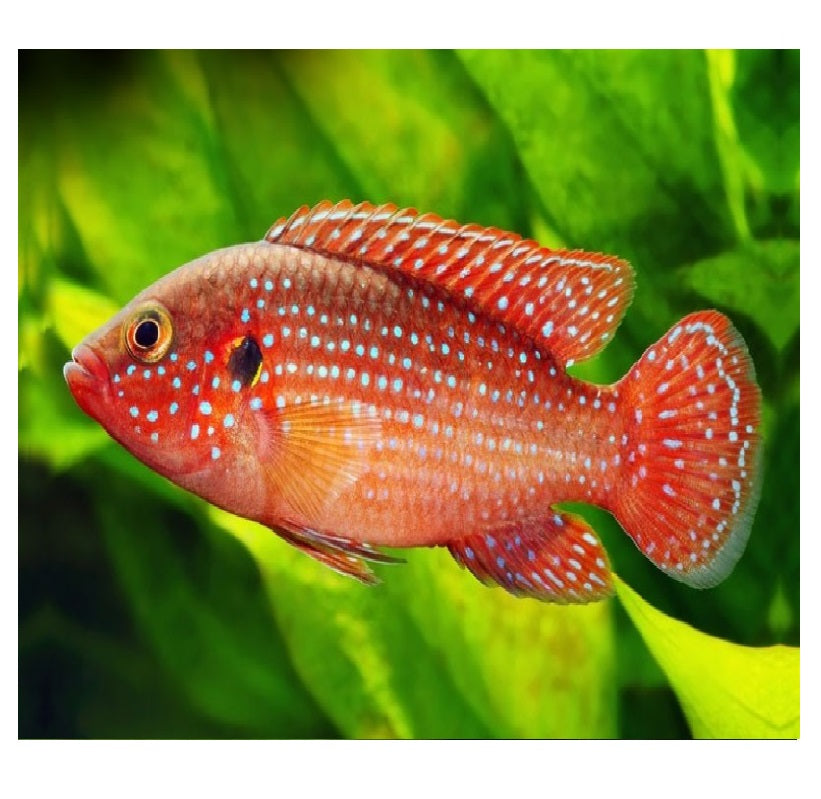 Live Freshwater Aquarium Red Balloon Jewel Cichlid(CHD-170)