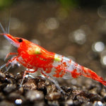 Live Freshwater Aquarium Premium Red Rili Shrimp 10/$30, 20/$50 (Neocaridina sp.)(FS-028)