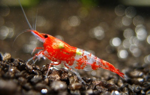 Live Freshwater Aquarium Premium Red Rili Shrimp 10/$25, 20/$40 (Neocaridina sp.)(FS-028)