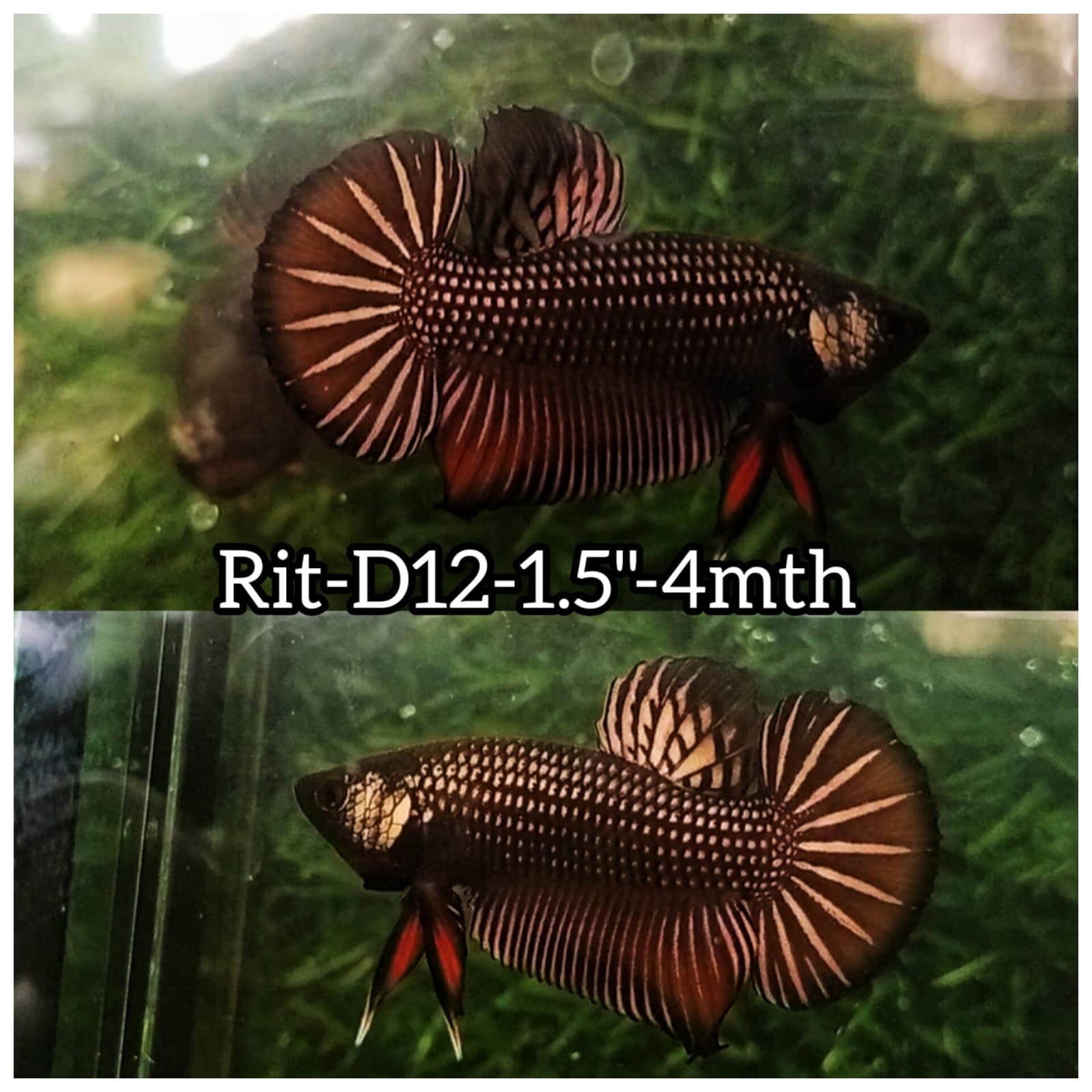 Betta Fish for Sale | Plakat Bettas | Fighting Fish | HMPK Betta ...