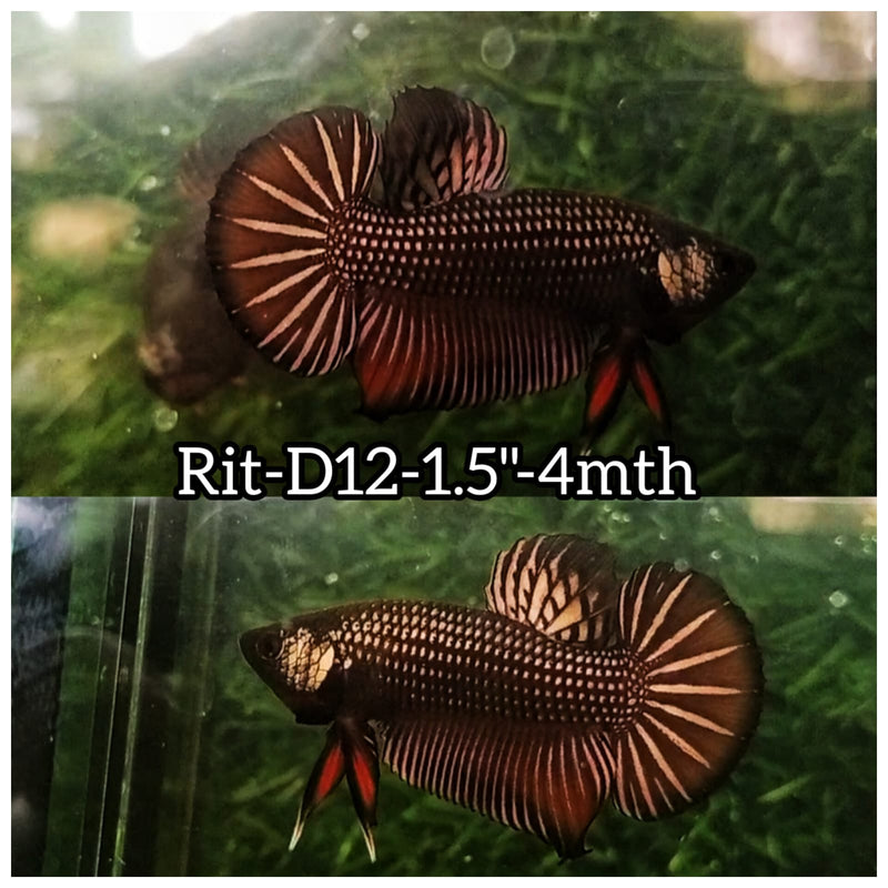 Betta Fish for Sale Plakat Bettas Fighting Fish HMPK Betta