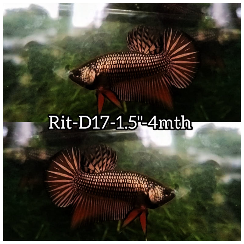 (RIT-D17) HYBRID COPPER MAHACHAI MALE BETTA