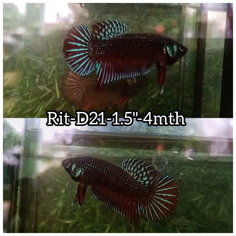 (RIT-D21) HYBRID BLACK SAMURAI MAHACHAI MALE BETTA