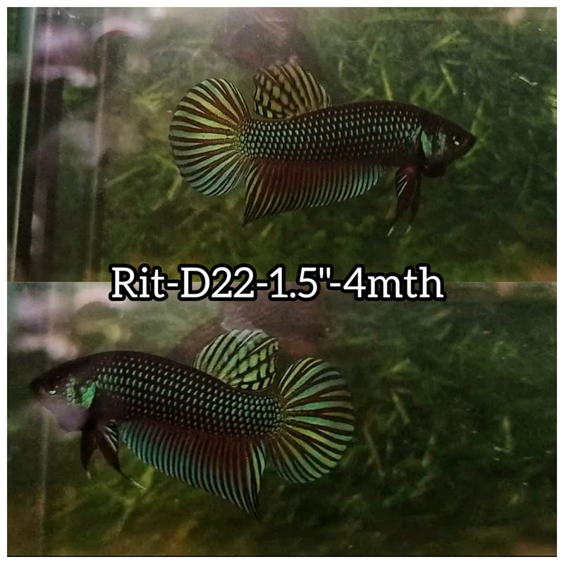 (RIT-D22) DARK GREEN MAHACHAI MALE BETTA