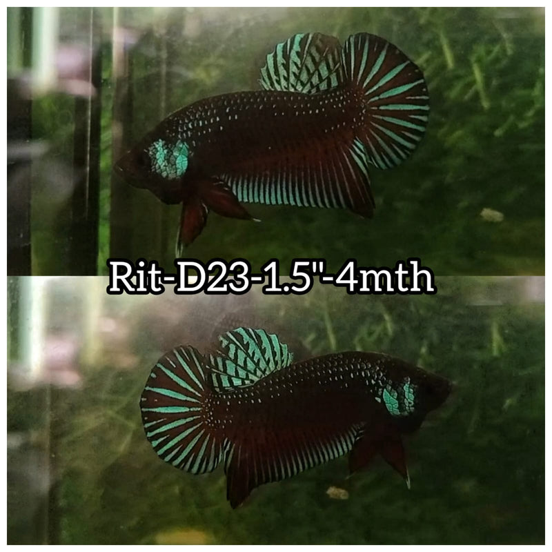 (RIT-D23) HYBRID BLACK SAMURAI MAHACHAI MALE BETTA