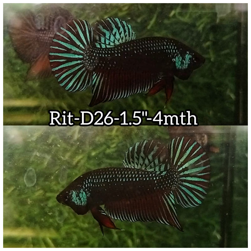 (RIT-D26) HYBRID BLACK SAMURAI MAHACHAI MALE BETTA