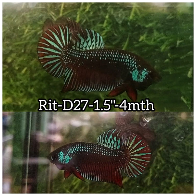 (RIT-D27) HYBRID BLACK SAMURAI MAHACHAI MALE BETTA