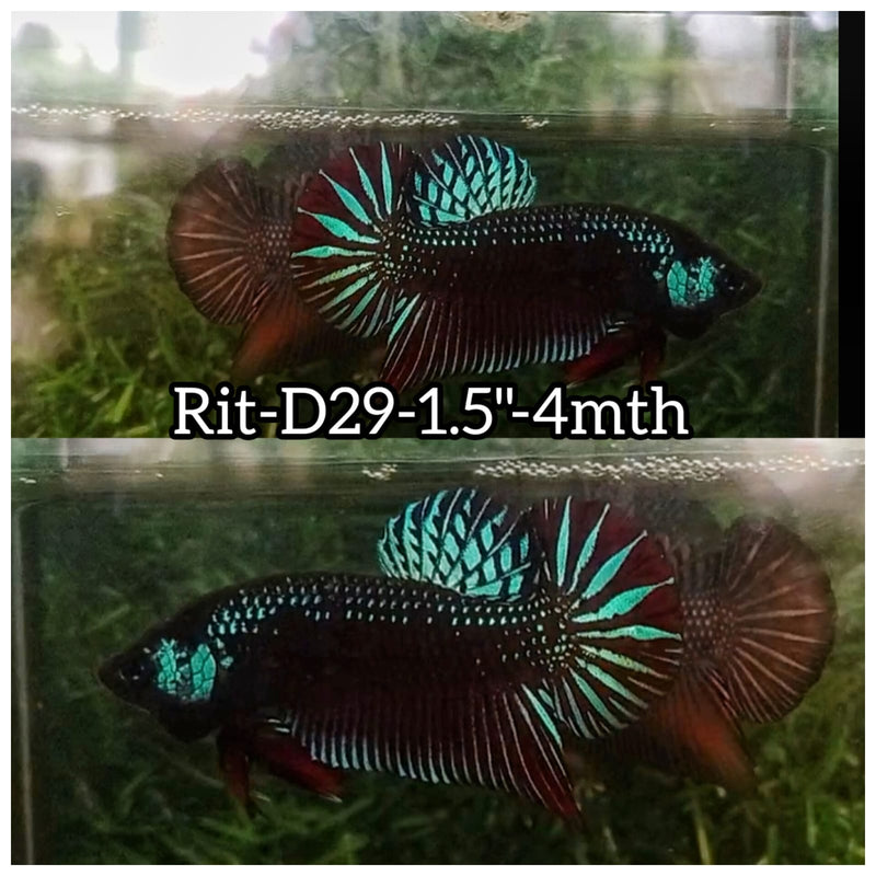 (RIT-D29) HYBRID BLACK SAMURAI MAHACHAI MALE BETTA