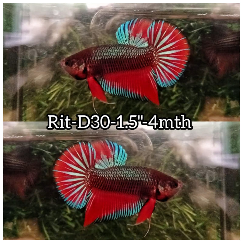 (RIT-D30) HYBRID RED COPPER SPLENDERS MALE BETTA