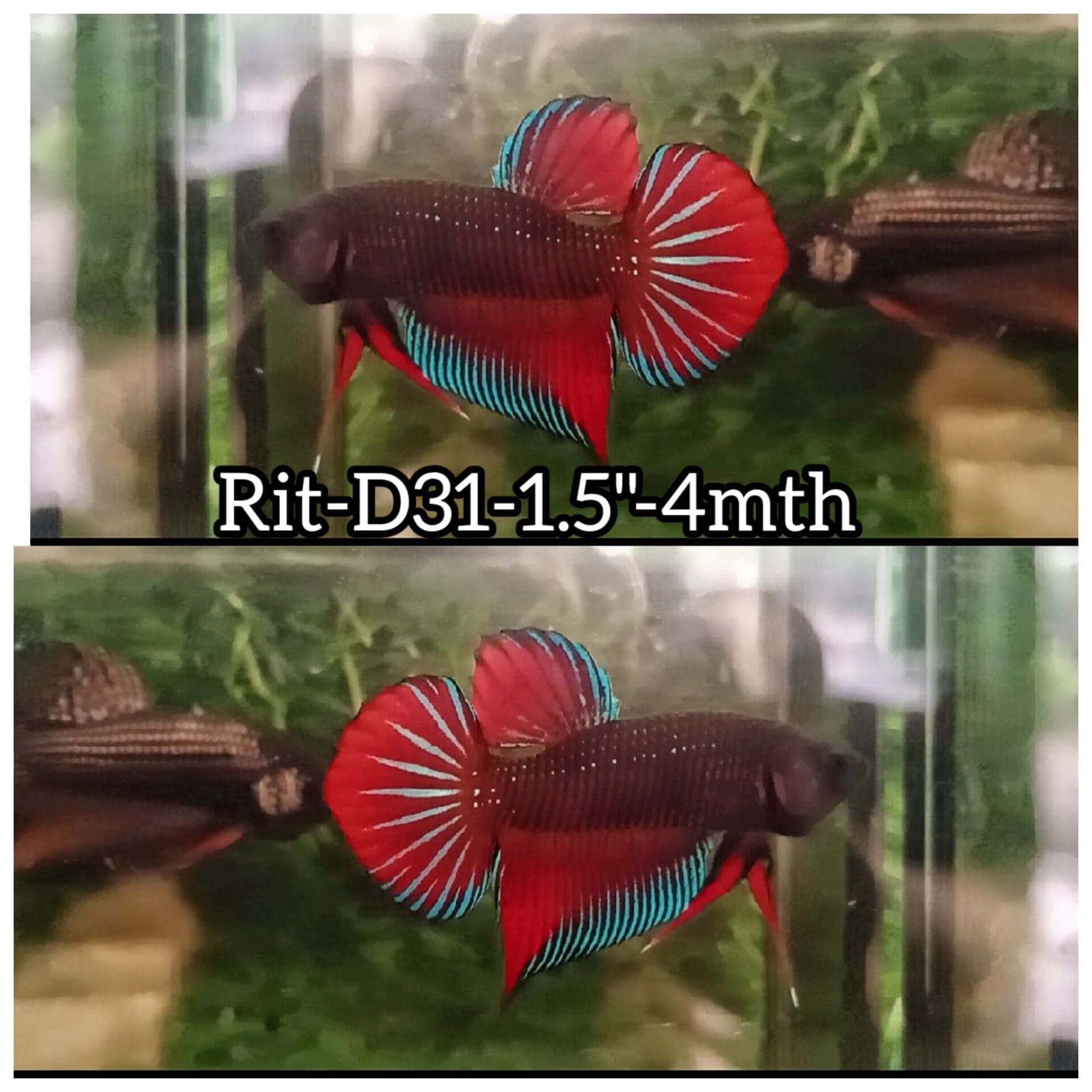 Betta Fish for Sale | Plakat Bettas | Fighting Fish | HMPK Betta ...
