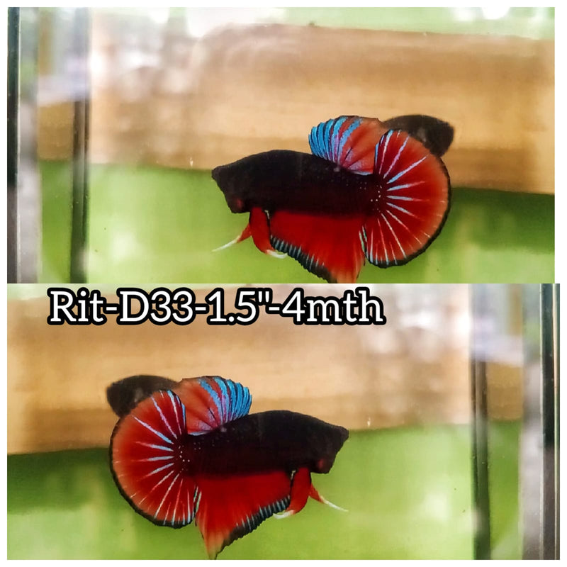 (RIT-D33) BLACK RED SPLENDERS MALE BETTA