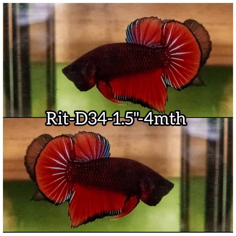 (RIT-D34) HYBRID BLACK RED SPLENDERS MALE BETTA