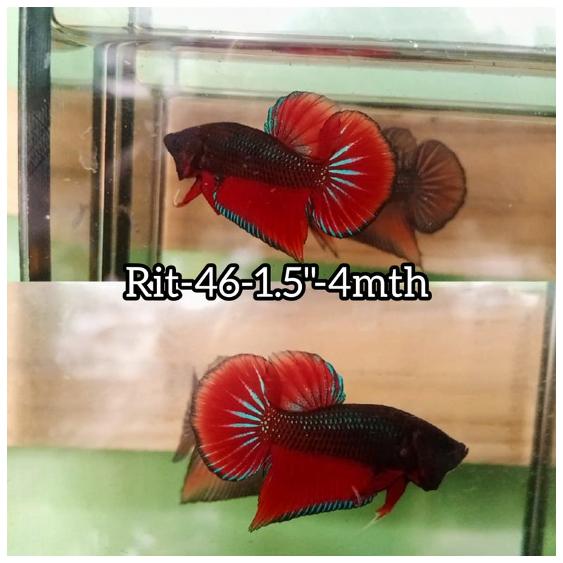 (RIT-D46) HYBRID RED SPLENDERS WILD MALE BETTA