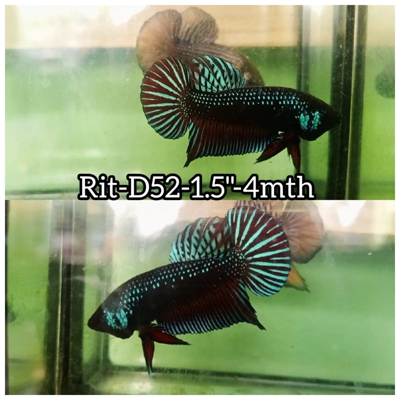 (RIT-D52) HYBRID BLACK BLUE SAMURAI MAHACHAI MALE BETTA
