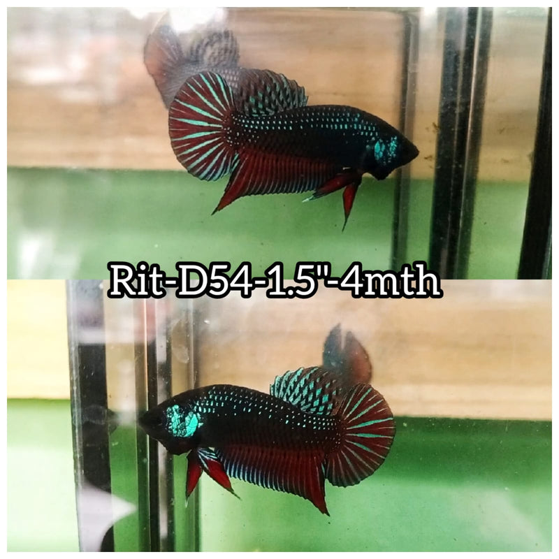 (RIT-D54) HYBRID BLACK GREEN MAHACHAI MALE BETTA