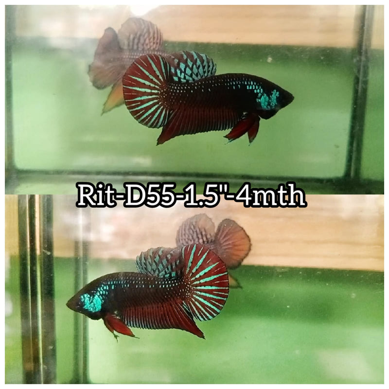 (RIT-D55) HYBRID BLACK SAMURAI MAHACHAI MALE BETTA