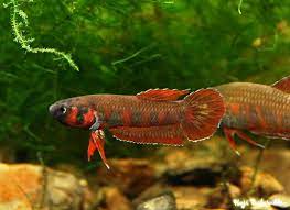 (WBP-08) Rubra wild betta