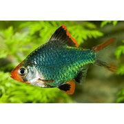Green Tiger Barb