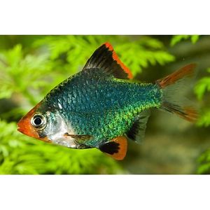 Green Tiger Barb