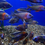 red-shoulder-blue-peacock-cichlid-aulonocara-hansbaenschi