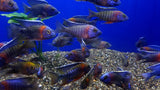 red-shoulder-blue-peacock-cichlid-aulonocara-hansbaenschi