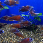 Kadango Cichlid (Copadichromis Borleyi) 2.50 inch